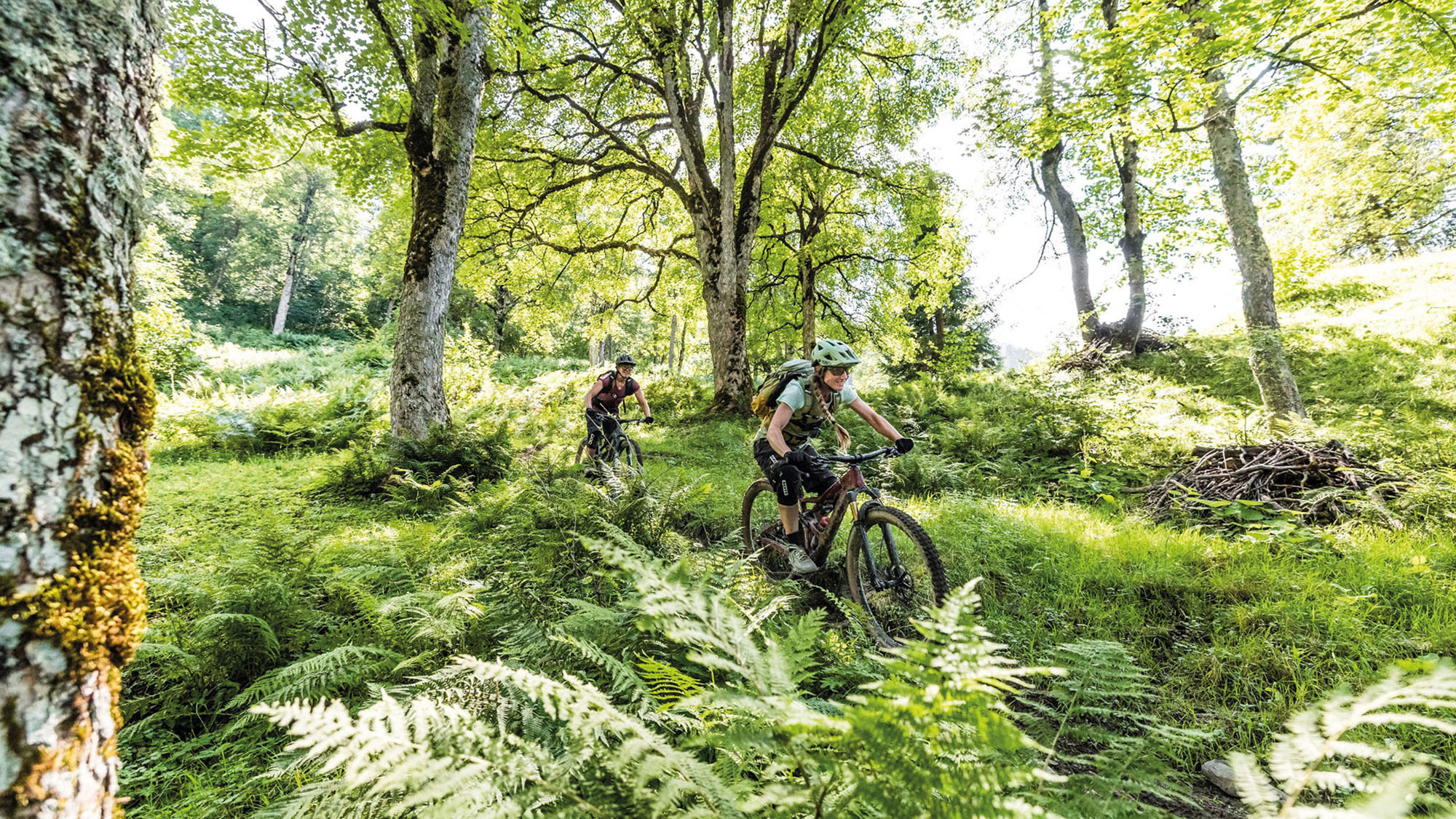 Singletrail Chamäleon Singletrail Chamäleon