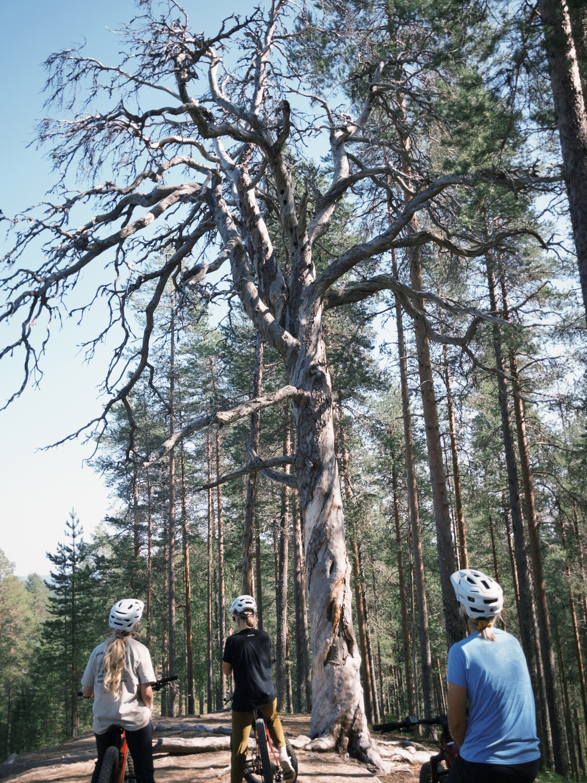 Unentdecktes Bikeparadies in Finnland: Forest-Biking und Enduro-Trails in Syöte